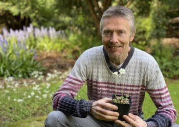 Zeldzaam Haarlems klokkenspel terug van weggeweest: “Afgelopen 15 jaar aan gewerkt”