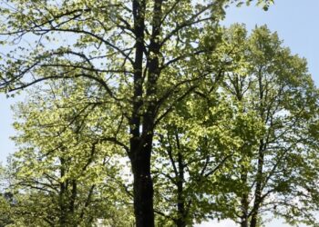 Buurtbewoners Gonnetstraat blij: oude lindebomen mogen blijven