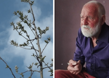 Groen monument voor wijkactivist: “Een wilde appelboom, want hij was ook wel een wilde man”