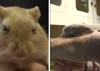 Haarlemse knaagdierenopvang van Stichting Bedenk in het gedrang: “Zou me aan ’t hart gaan”