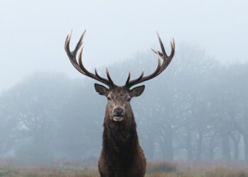 Boswachter Walter Oosterom over burlende herten