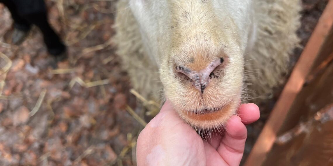 Caprera huurt tijdens kerstevenement onbewust dieren van omstreden bedrijf: “Dieren die net bevallen zijn, worden op transport gesteld”