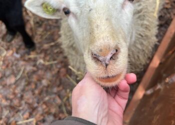 Caprera huurt tijdens kerstevenement onbewust dieren van omstreden bedrijf: “Dieren die net bevallen zijn, worden op transport gesteld”