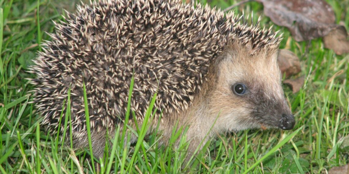 Vorig jaar topdrukte bij Egelopvang Haarlem: Klimaatverandering een van de oorzaken