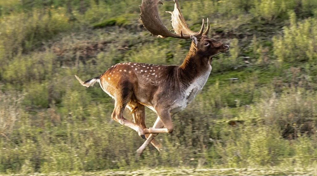 Fokverbod voor damherten betekent het einde van de hertenkampen in Nederland: “Fokverbod slaat nergens op”