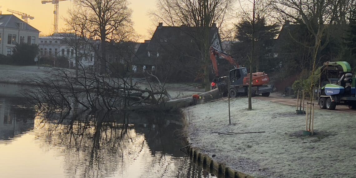 Eindelijk helderheid over de toekomst van omgewaaide beuk – tóch ruimte voor circulaire verwerking