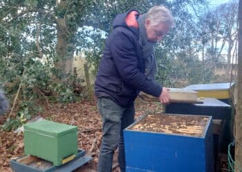Bijensterfte treft ook Heemsteedse imker Pim Lemmers: “Het is enorm klote, ik kan wel janken”