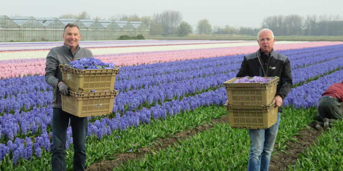 Bloemencorso zoekt hyacinten snijders en verkeersregelaars