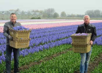 Bloemencorso zoekt hyacinten snijders en verkeersregelaars