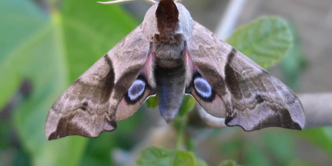 Luister terug: Johan Görtemöller over de Nachtvlindercursus in Thijsse’s Hof