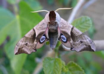 Luister terug: Johan Görtemöller over de Nachtvlindercursus in Thijsse’s Hof