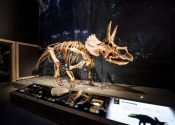 Triceratops bezoekt bibliotheek in 2024: “Dit zijn echt de cadeautjes die soms langskomen”