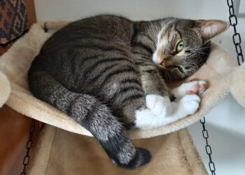 Is er een kattenhater actief in Haarlem? Poes Wieke doorboord met pijl