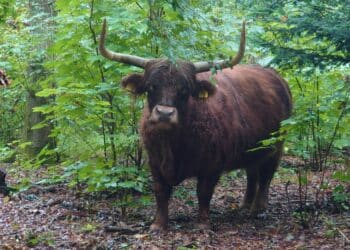 Schotse hooglanders geven slecht voorbeeld: bezoekers ruimen hondenpoep niet op