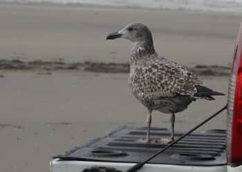 Veertig herstelde meeuwen van het Vogelhospitaal vliegen hun vrijheid tegemoet