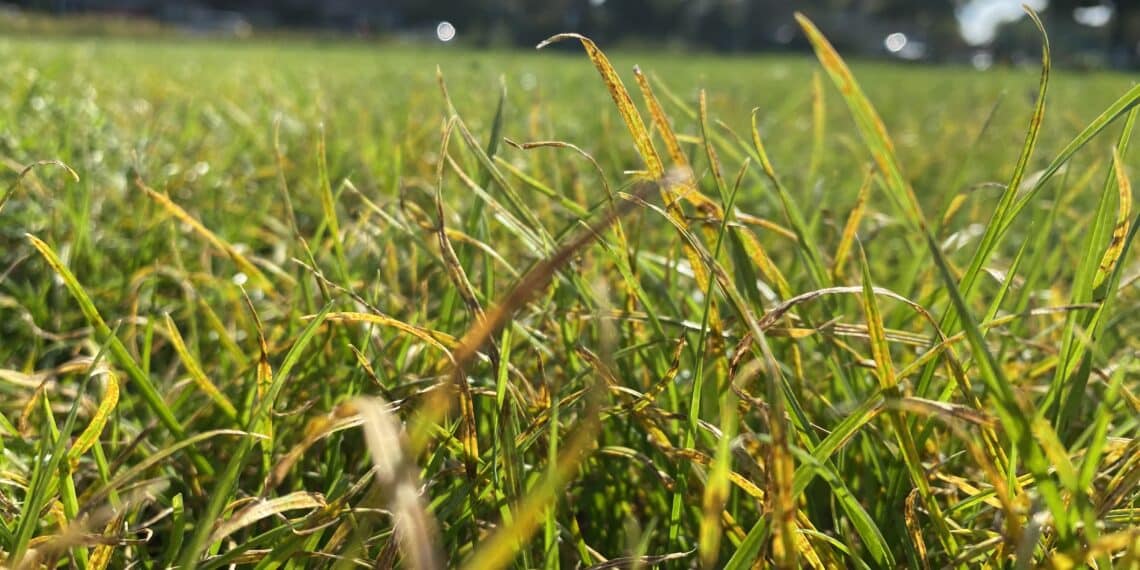 Oranje handen en voeten na het sporten op sportveld Kleverlaan: wat is het?