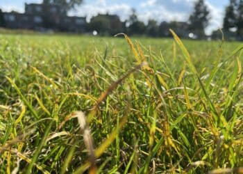 Oranje handen en voeten na het sporten op sportveld Kleverlaan: wat is het?