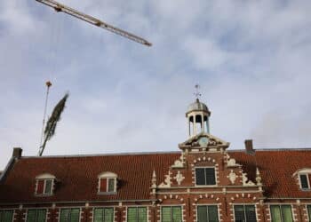 Tien meter hoge iep ‘Barbara’ vliegt binnentuin Frans Hals Museum in