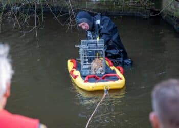 Kat uit het water gered door duikteam van de brandweer