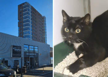 Kat met feestdagen in kringloopwinkel gedumpt of gevlucht: “Hij heeft alles onder gepist”