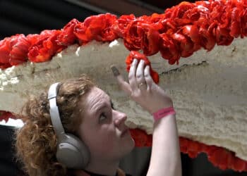 Bloemencorso dit jaar een uitdaging door weersomstandigheden: “Kwaliteit hyacinten een probleem”