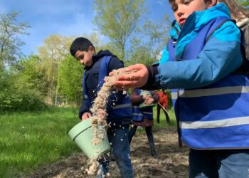 Zaaien voor de bijen bij het Oude Slot: “Zonder bijen geen aardbeien, appels, peren of cacao”