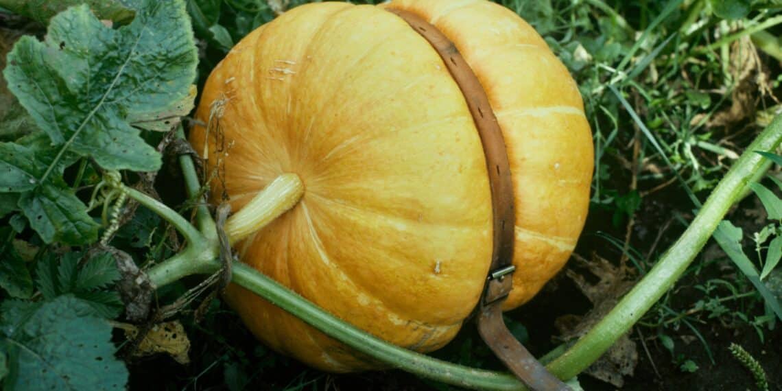 ‘De natuur van Sjoerd Buisman’ te zien in Verwey Museum Haarlem