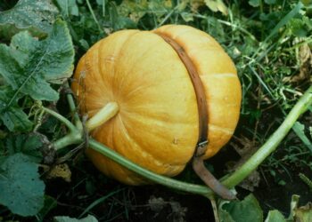 ‘De natuur van Sjoerd Buisman’ te zien in Verwey Museum Haarlem