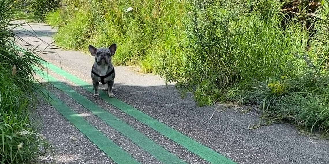 Dit vinden Haarlemse hondenbezitters van hondenbelasting: “Weet niet of het goed terechtkomt”