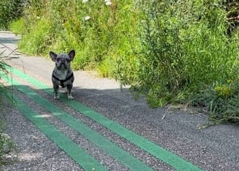 Dit vinden Haarlemse hondenbezitters van hondenbelasting: “Weet niet of het goed terechtkomt”