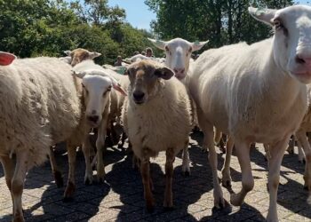 ‘Wollige grasmaaiers’ ingezet voor herstel duingebied bij Vogelenzang: “Ze eten alles”
