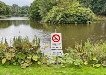 Na botulisme in Schotersingel dode eenden aangetroffen in Kloppersingel: “Verboden te zwemmen”