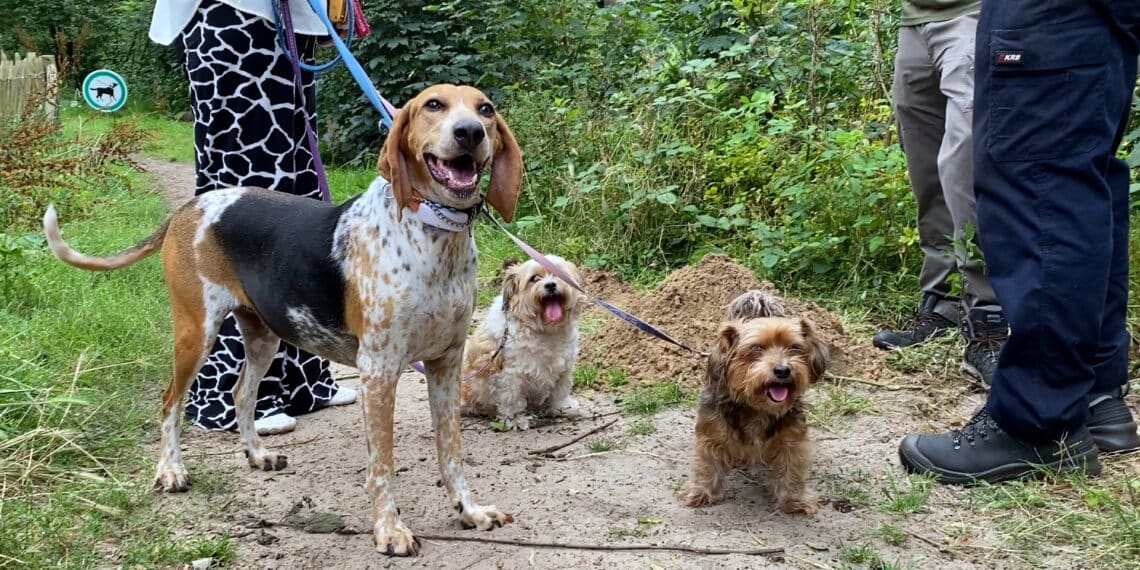 Honden vanaf nu hele jaar aan de lijn in het Naaldenveld: “Te veel verstoring voor de natuur”