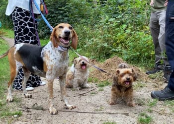 Honden vanaf nu hele jaar aan de lijn in het Naaldenveld: “Te veel verstoring voor de natuur”