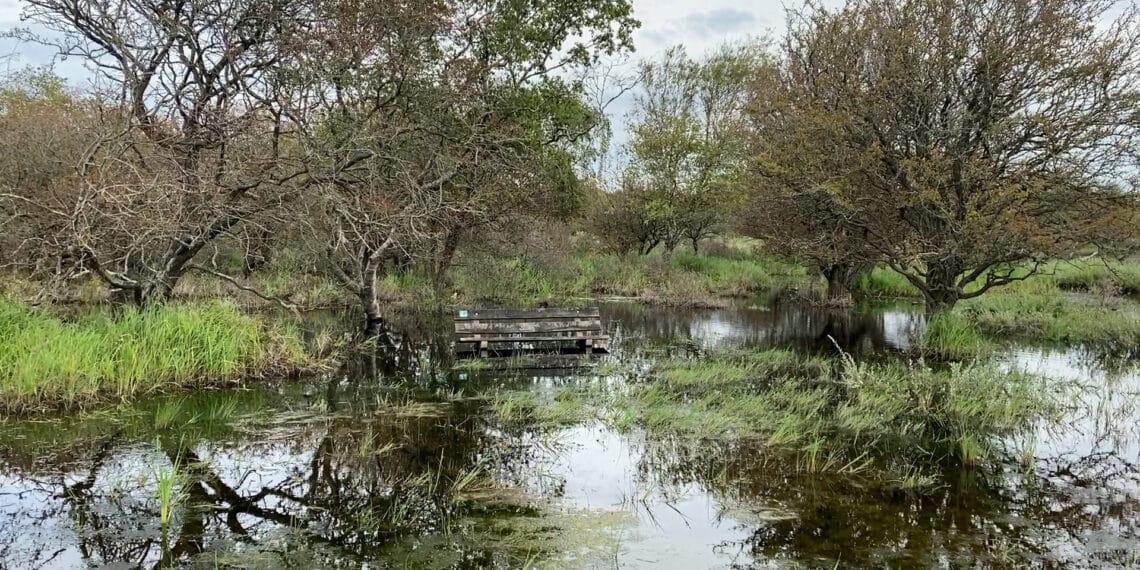 Oorzaken hoge waterstand duinen binnenkort bekend: “Het één heeft met het ander te maken”