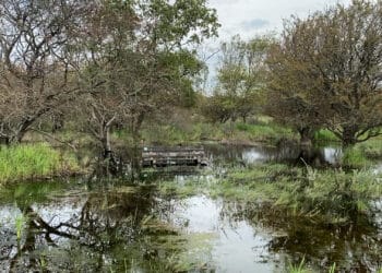 Oorzaken hoge waterstand duinen binnenkort bekend: “Het één heeft met het ander te maken”