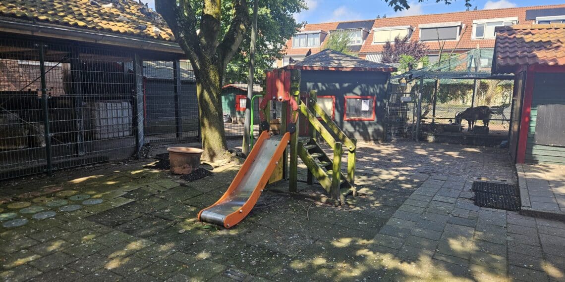 Zorgen over kinderboerderij met nog slechts één geit: ‘Niemand wil meer helpen’