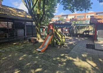Zorgen over kinderboerderij met nog slechts één geit: ‘Niemand wil meer helpen’