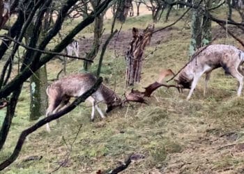 Hertenbronst in Amsterdamse Waterleidingduinen op hoogtepunt: ‘Kom niet te dichtbij’