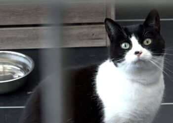 Kwart van asielkatten moeilijk plaatsbaar: ‘Oudere katten vallen buiten de boot’