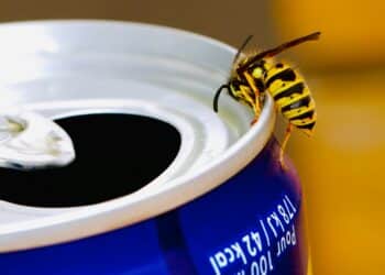 Wespenseizoen vroeg op gang: ‘Tientallen meldingen ontvangen’