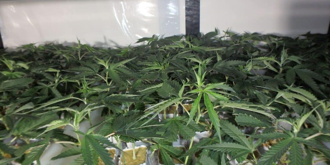 Politie ontdekt hennepkwekerij in Zandvoort, 62-jarige man opgepakt