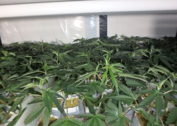 Politie ontdekt hennepkwekerij in Zandvoort, 62-jarige man opgepakt