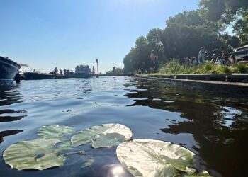 Blauwalg en zwemmersjeuk bij veel zwemlocaties: Molenplas en zee nog veilig