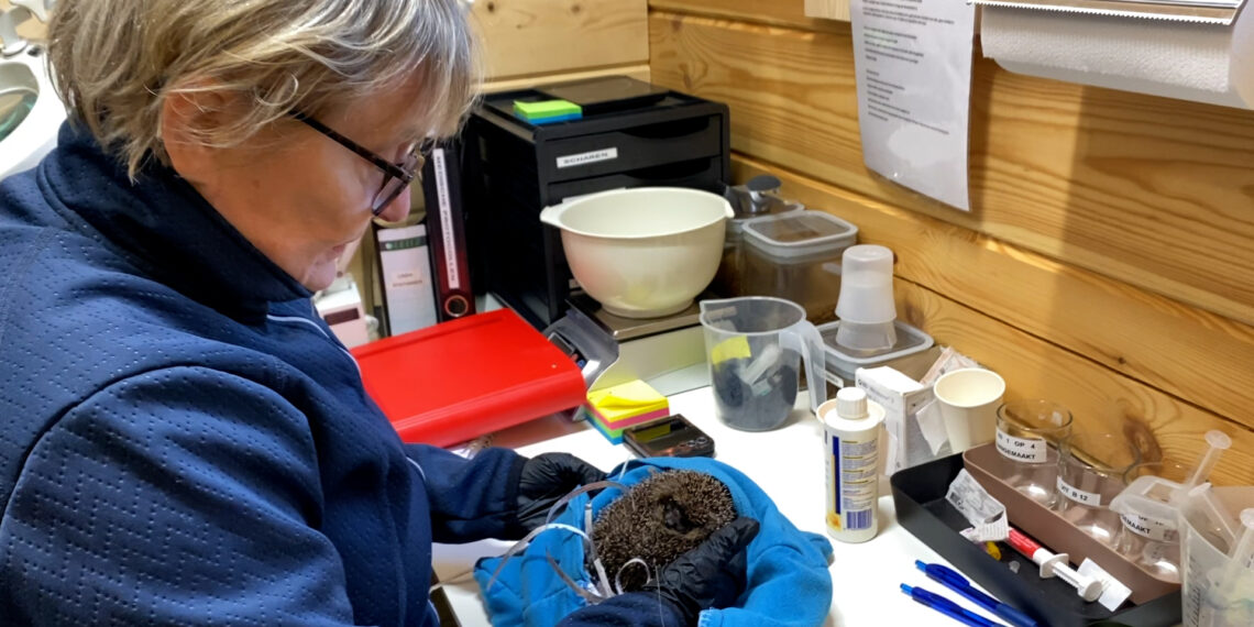 Drukte egelopvang neemt af: ‘Laat egels in winterslaap in de tuin met rust’