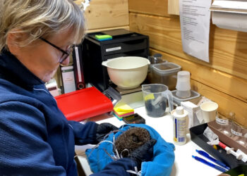 Drukte egelopvang neemt af: ‘Laat egels in winterslaap in de tuin met rust’