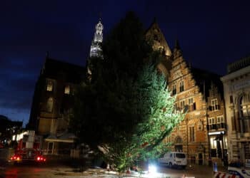 Metershoge kerstboom weer op z’n plek in Haarlem: ‘10.000 lampjes gaan straks aan’