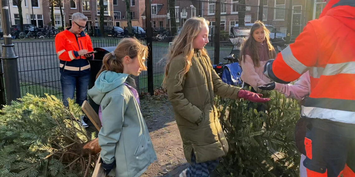 Op jacht naar kerstbomen in Haarlem: ‘Wij hebben onze geheime plek’